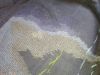 IMG_20250407_155810.thumb.jpg.b4df55a164c9a77be70ac4591f52e107.jpg