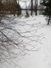 IMG_20250410_152138.thumb.jpg.f4670e013ad49da1649f764ef547bc2b.jpg