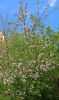 IMG_20250414_200355.thumb.jpg.95da4a5f5717db91971839b986e8122c.jpg