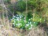 IMG_20250421_155754.thumb.jpg.b9109c090456acf1d63e0d0f11632b06.jpg