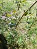 IMG_20250423_145214.thumb.jpg.d58bb9d353f57efe7153c84347d45b60.jpg
