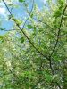 IMG_20250423_161154.thumb.jpg.71049d12add20d59bcafa70ee0da9e09.jpg