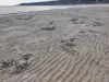 IMG_20250427_062021.thumb.jpg.282fc34dd640bb9e6111366d5195f49b.jpg
