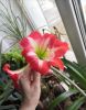 IMG_20250428_115242.thumb.jpg.d4fbf674b67bae47d7255f3cef2d9458.jpg