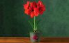 rabstol_net_amaryllis_14.thumb.jpg.cfc97ed5698d0a71186b988e10275127.jpg