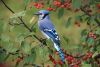 1333330929_.thumb.jpg.f1f4a4a23908c58acb8f3ad4c33fda9b.jpg