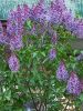 20250504_190339.thumb.jpg.f4d291cde08d6ba548babcc69ad4089b.jpg