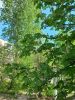 20250511_094700.thumb.jpg.9956b67a59eb9fbebda41fc04a210cb2.jpg