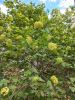 20250511_095203.thumb.jpg.bb8f5c9859da714f7cd08915c83caac6.jpg