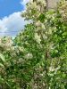 20250511_105930.thumb.jpg.85d2292a87035fe29170b6cd72b5edf6.jpg
