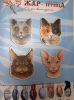 Коты 1.jpg