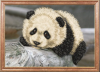 431380960_.thumb.png.de3c29e7f75ac52060d3ecb9f3f23f65.png