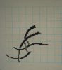 DSC09055.thumb.JPG.3744a4a72e6be822ef0d7cf44ee27a68.JPG