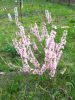 IMG-20250425-WA0008.thumb.jpg.b52c1b9e4d6e84fa5d75de9b05777eff.jpg