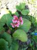 IMG-20250425-WA0011.thumb.jpg.f0c35db9516aef588f30a6fe68e6ffcc.jpg