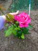 IMG20250525182630.thumb.jpg.b91318abc7546bd47f32ee9f786631b3.jpg