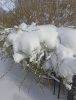 IMG_20250429_082113.thumb.jpg.481964cf04bb53579d5b1ff5096c5546.jpg