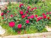 IMG_20250429_114921.thumb.jpg.a4b77c5ef1598c9193884ace05b814ea.jpg