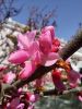 IMG_20250429_144236.thumb.jpg.45eea3d4b482e5fdb1a4b1e1c47c3adf.jpg