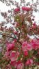 IMG_20250429_183332.thumb.jpg.559f8ca022db49bd46587fee4ab73ad7.jpg