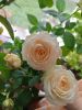 IMG_20250504_111541.thumb.jpg.59240b38d07b43d417c2f08244ea2229.jpg