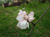IMG_20250504_171619.thumb.jpg.aed6e38a78b5e337f5178bb0fa1f59a6.jpg