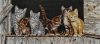 IMG_20250518_095512.thumb.jpg.90b30d0e6c96719a29fa1f6e7ce5268d.jpg