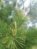 IMG_20250518_163123.thumb.jpg.5aaeb8936e74d91936379629e2bfc18f.jpg