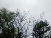 IMG_20250518_163428.thumb.jpg.9f84ff7f6aebac553fd827acdd88d855.jpg