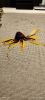 IMG_20250521_220135.thumb.jpg.88dff1f032798233998f15028b6ae33a.jpg