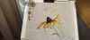 IMG_20250523_103001.thumb.jpg.cfc2bca8da3d7a37f1a75a6f6a23c40c.jpg