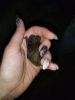 IMG_20250524_222749.thumb.jpg.039c1669ae48e1af5803da389f71520e.jpg
