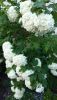 IMG_20250525_191149.thumb.jpg.8c8cf8a0552d53311c56bebd6b086d4b.jpg
