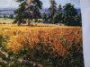 IMG_3905.jpeg
