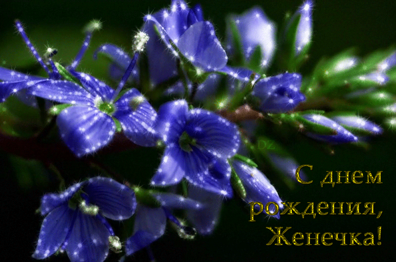 s-dnem-rozhdeniya-evgeniya-12.thumb.gif.36b8e6e8c1541cef7ae496a417e9970f.gif