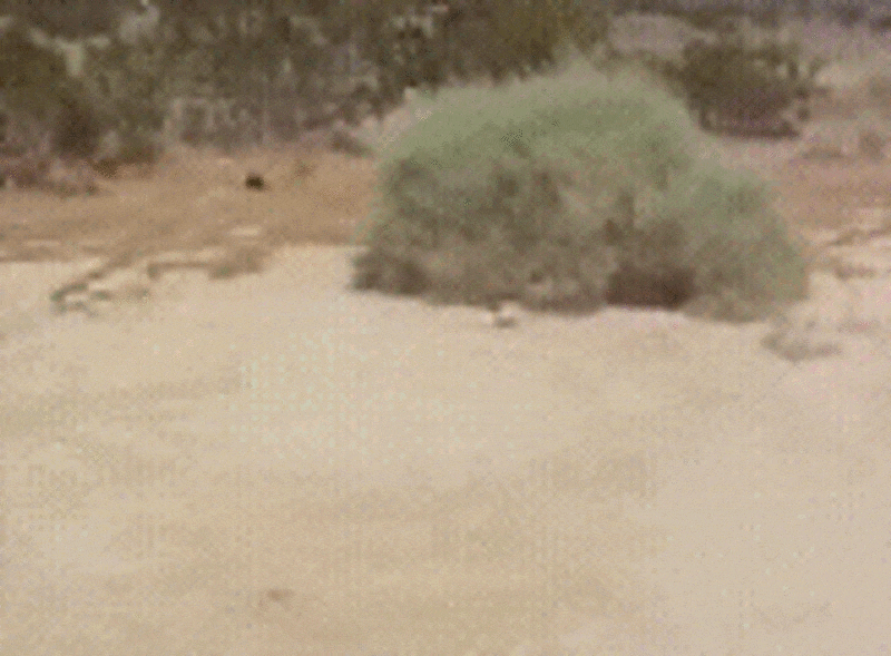 tumbleweed-acegif-4.thumb.gif.c61b0ca4e8483e4701319f0260407195.gif
