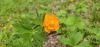 20250526_143331.thumb.jpg.0b43f5deba646b680cc778d17909e064.jpg