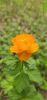 20250526_143626.thumb.jpg.46d3bc90a4a433b10facfa739a645a90.jpg