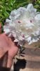 20250527_113525.thumb.jpg.92ba237e30ced01deabb8d6012b8176c.jpg