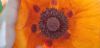 20250529_150155.thumb.jpg.96bedc82b3f525667373eb09182c9324.jpg
