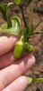 20250604_101012.thumb.jpg.a58ad3d2589f24bb2cd4efa0402ffef1.jpg