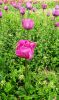 2bb5bba2-3d60-4374-8d97-de94703d2b96.thumb.jpg.ead8a74612ef4b43eff9d52578989718.jpg