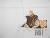 DSC04892.thumb.JPG.045cda7fc461cb25c636b3852100ba40.JPG