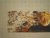 DSC09146.thumb.JPG.b988a9b60ea52ed818395117b9b251fd.JPG