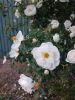 IMG-20250608-WA0001.thumb.jpg.524c2889243d47e487bef1a45637cf3d.jpg