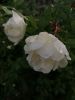 IMG_20250601_150719.thumb.jpg.31c4b0ac674a73e848caad03c7e8cd91.jpg