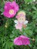 IMG_20250612_163411.thumb.jpg.cb20a4f5a70765ff23acb3d44c326b27.jpg