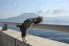 moreCat.thumb.jpg.a05916c79355327ab1075742bd912959.jpg