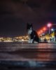 salonokiCat.thumb.jpg.2d8315afb219cb320681358ff8519589.jpg