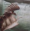 20250224_100715.thumb.jpg.7fc93236d40961ddd382740220fd2002.jpg